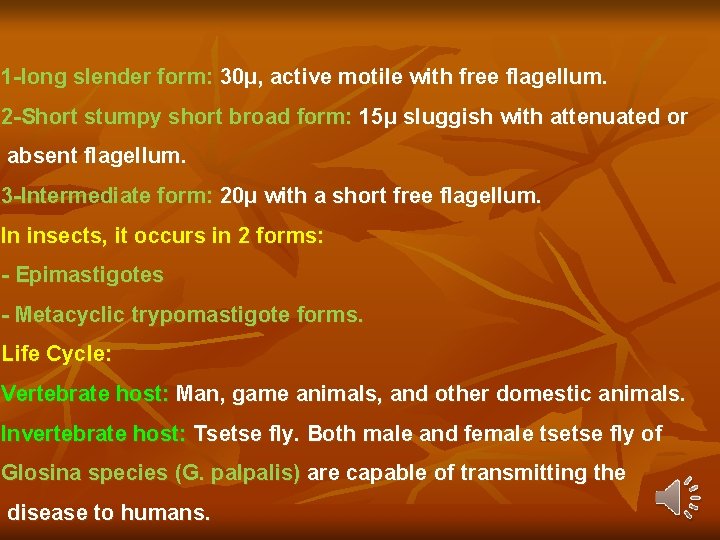 1 -long slender form: 30μ, active motile with free flagellum. 2 -Short stumpy short 1 -long slender form: 30μ, active motile with free flagellum. 2 -Short stumpy short