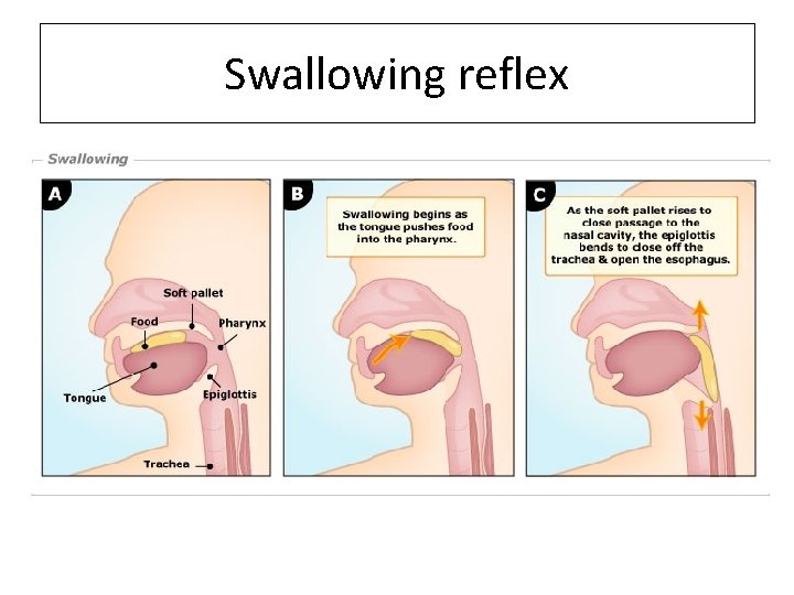 Swallowing reflex 
