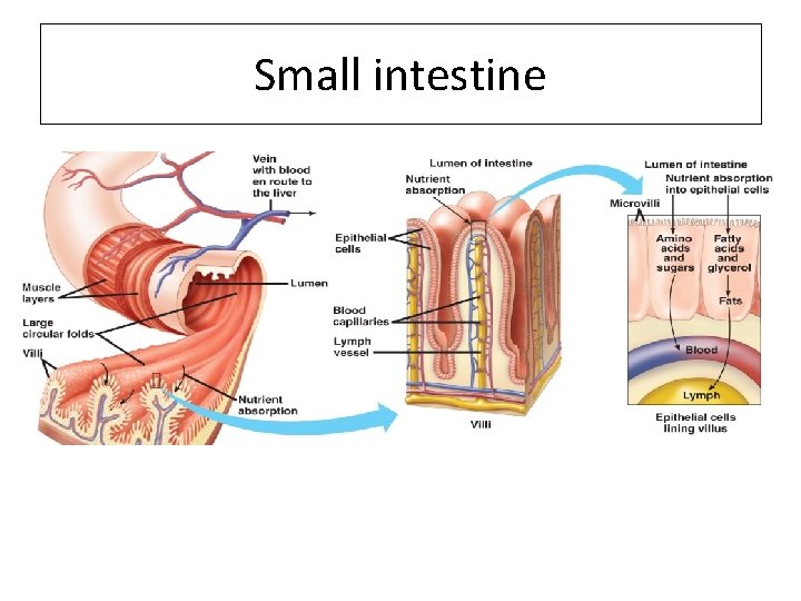 Small intestine 