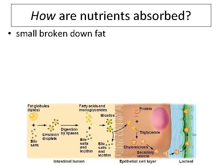 How are nutrients absorbed? • small broken down fat 