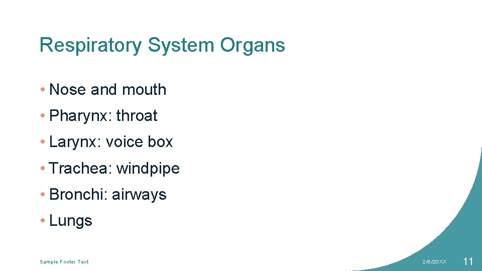 Respiratory System Organs • Nose and mouth • Pharynx: throat • Larynx: voice box