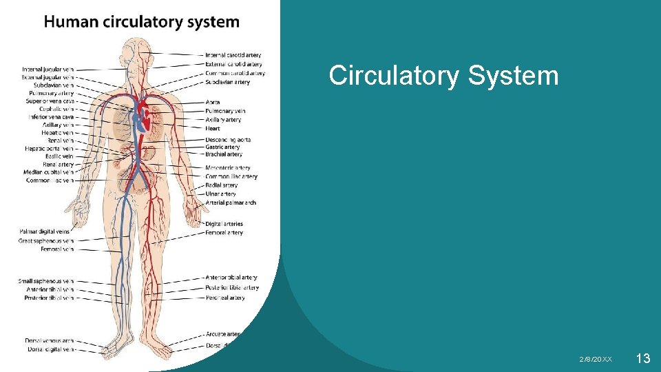 Circulatory System Sample Footer Text 2/8/20 XX 13 