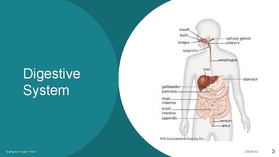 Digestive System Sample Footer Text 2/8/20 XX 3 