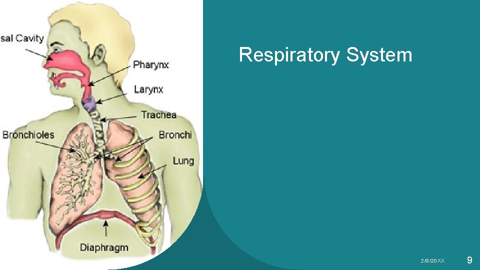 Respiratory System Sample Footer Text 2/8/20 XX 9 