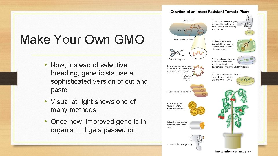 Make Your Own GMO • Now, instead of selective breeding, geneticists use a sophisticated Make Your Own GMO • Now, instead of selective breeding, geneticists use a sophisticated