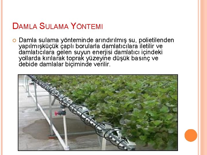 DAMLA SULAMA YÖNTEMI Damla sulama yönteminde arındırılmış su, polietilenden yapılmışküçük çaplı borularla damlatıcılara iletilir