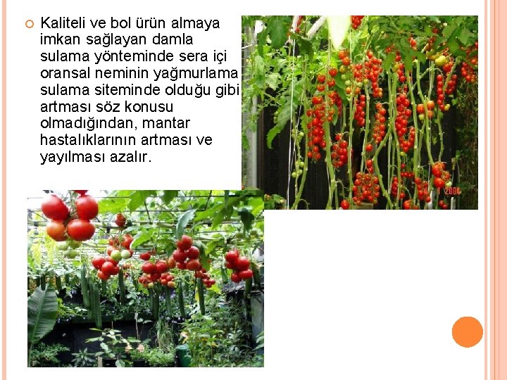  Kaliteli ve bol ürün almaya imkan sağlayan damla sulama yönteminde sera içi oransal