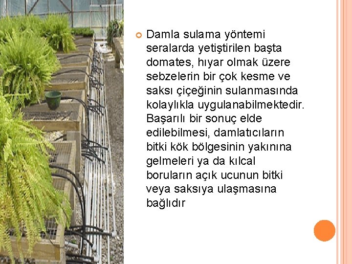  Damla sulama yöntemi seralarda yetiştirilen başta domates, hıyar olmak üzere sebzelerin bir çok