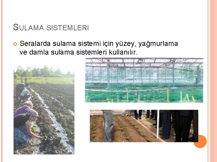 SULAMA SISTEMLERI Seralarda sulama sistemi için yüzey, yağmurlama ve damla sulama sistemleri kullanılır. 