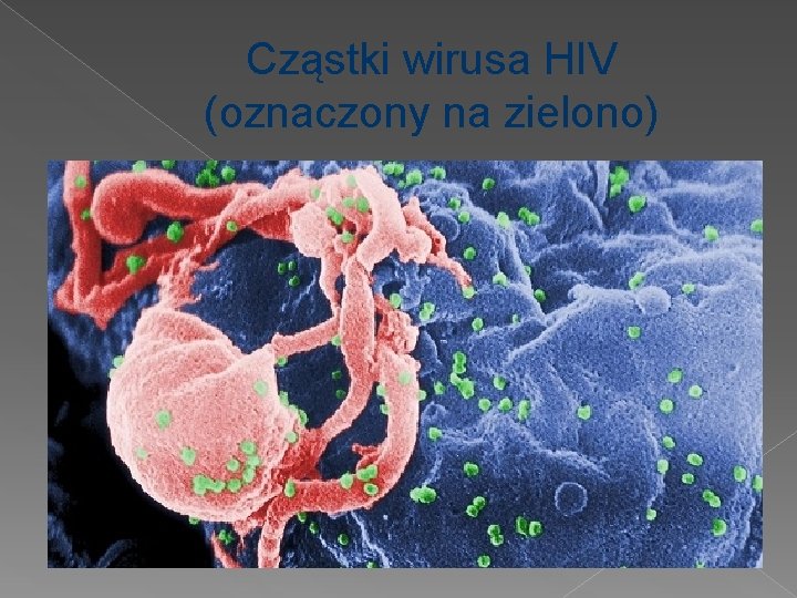 Cząstki wirusa HIV (oznaczony na zielono) 
