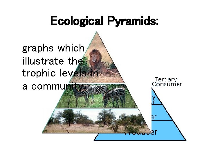 Ecological Pyramids: graphs which illustrate the trophic levels in a community. 