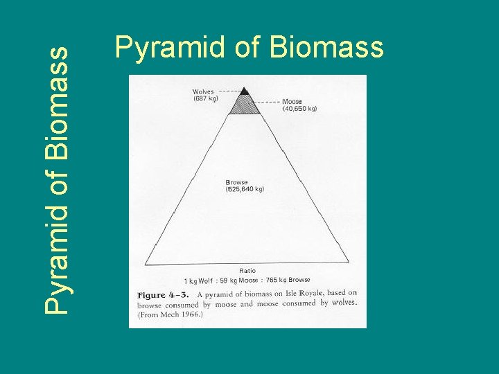 Pyramid of Biomass 