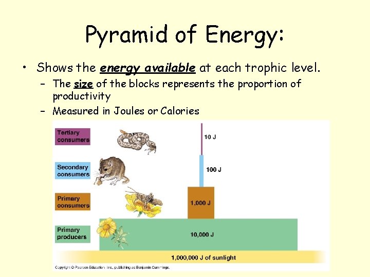 Pyramid of Energy: • Shows the energy available at each trophic level. – The
