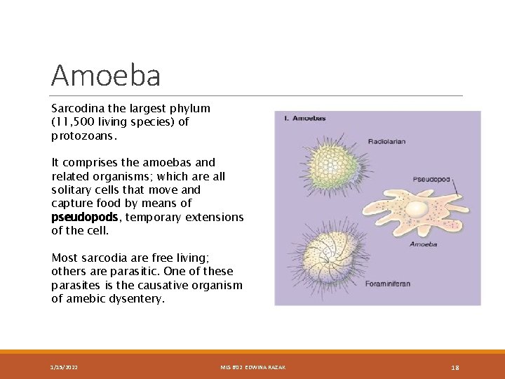 Amoeba Sarcodina the largest phylum (11, 500 living species) of protozoans. It comprises the