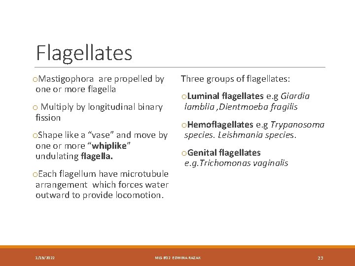 Flagellates o. Mastigophora are propelled by one or more flagella o Multiply by longitudinal