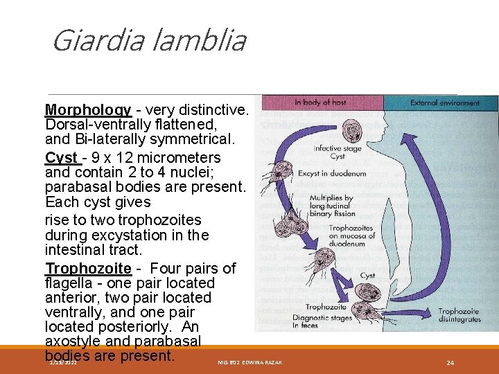 Giardia lamblia Morphology - very distinctive. Dorsal-ventrally flattened, and Bi-laterally symmetrical. Cyst - 9