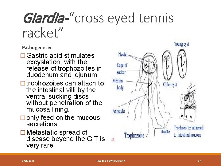Giardia- “cross eyed tennis racket” Pathogenesis � Gastric acid stimulates excystation, with the release