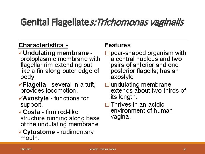 Genital Flagellates: Trichomonas vaginalis Characteristics üUndulating membrane protoplasmic membrane with flagellar rim extending out