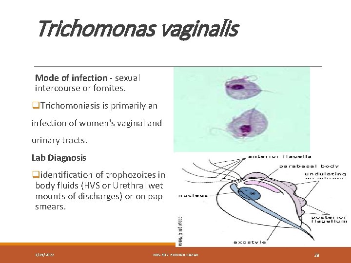 Trichomonas vaginalis Mode of infection - sexual intercourse or fomites. q. Trichomoniasis is primarily
