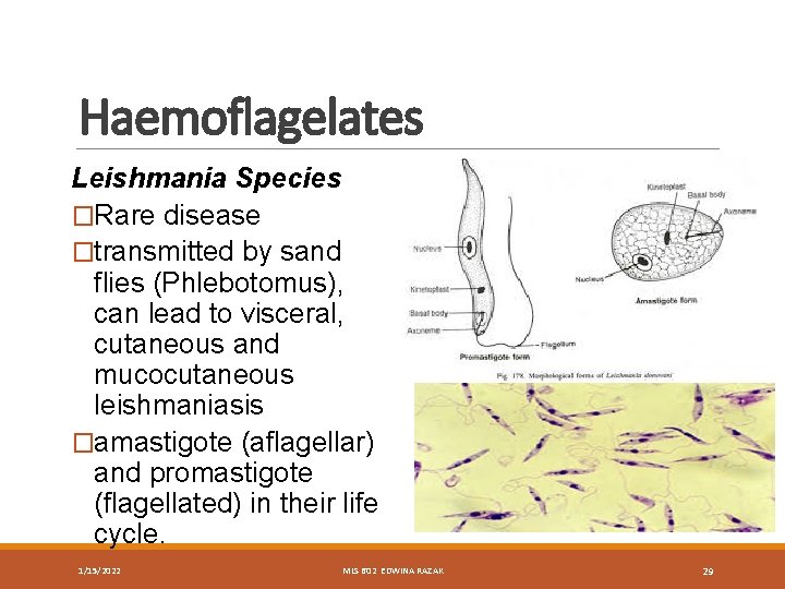 Haemoflagelates Leishmania Species �Rare disease �transmitted by sand flies (Phlebotomus), can lead to visceral,