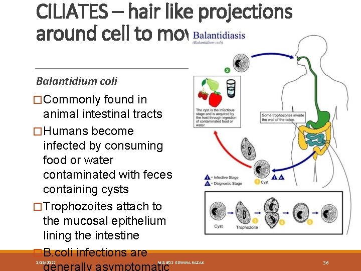 CILIATES – hair like projections around cell to move Balantidium coli � Commonly found