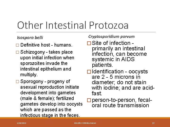 Other Intestinal Protozoa Cryptosporidium parvum Isospora belli � Site of infection - � Definitive