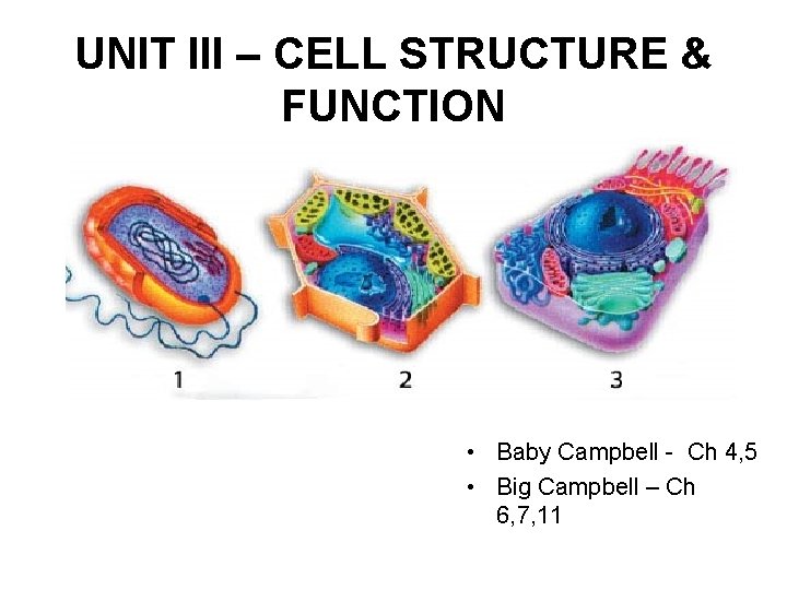 UNIT III – CELL STRUCTURE & FUNCTION • Baby Campbell - Ch 4, 5