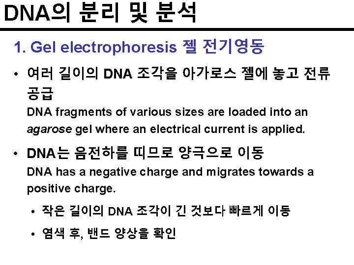 DNA의 분리 및 분석 1. Gel electrophoresis 젤 전기영동 • 여러 길이의 DNA 조각을