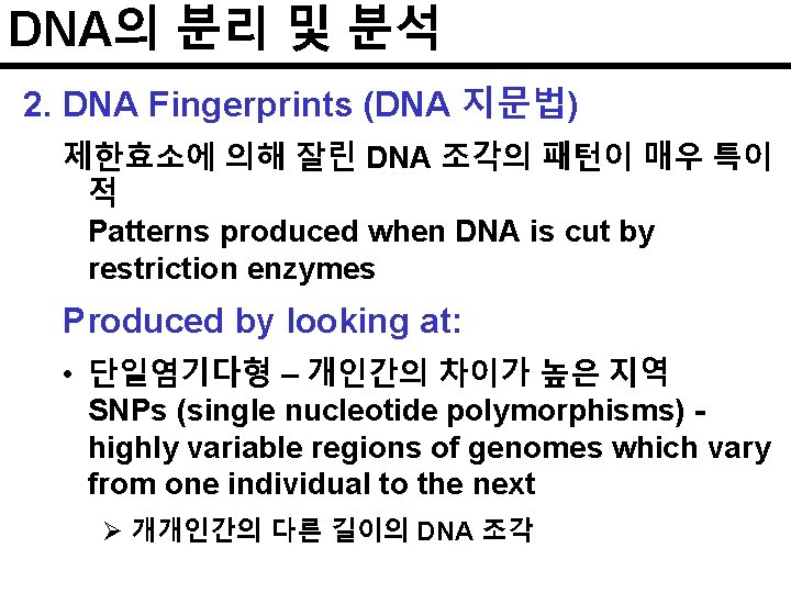 DNA의 분리 및 분석 2. DNA Fingerprints (DNA 지문법) 제한효소에 의해 잘린 DNA 조각의