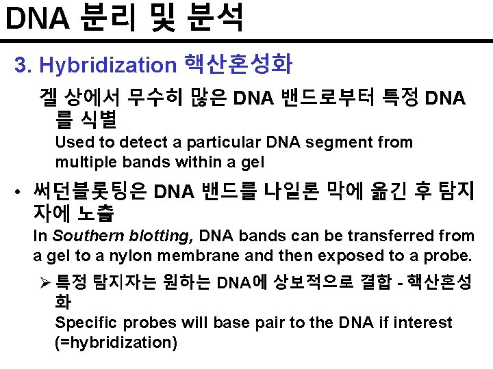 DNA 분리 및 분석 3. Hybridization 핵산혼성화 겔 상에서 무수히 많은 DNA 밴드로부터 특정