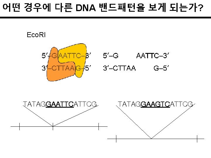 어떤 경우에 다른 DNA 밴드패턴을 보게 되는가? Eco. RI TATAGGAATTCG TATAGGAAGTCATTCG 