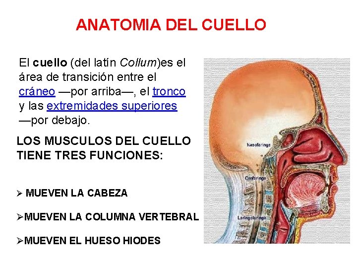 ANATOMIA DEL CUELLO El cuello (del latín Collum)es el área de transición entre el