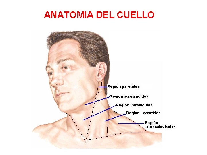 ANATOMIA DEL CUELLO 