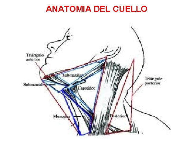 ANATOMIA DEL CUELLO ANATOMIA DEL CUELLO
