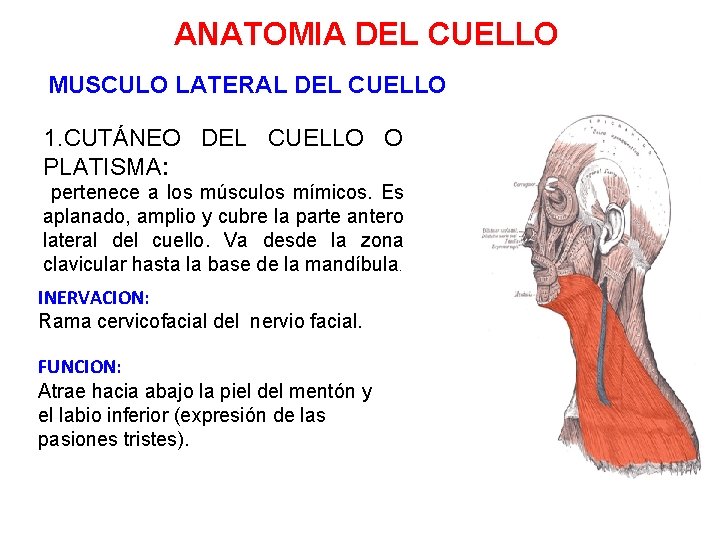 ANATOMIA DEL CUELLO MUSCULO LATERAL DEL CUELLO 1. CUTÁNEO DEL CUELLO O PLATISMA: pertenece