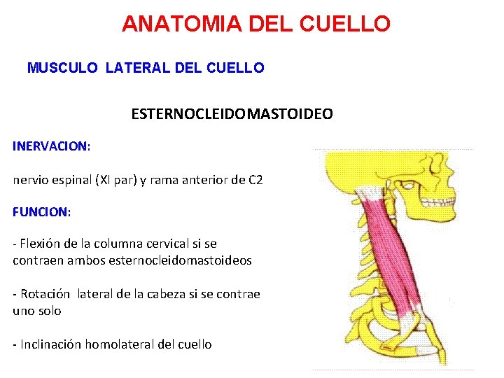 ANATOMIA DEL CUELLO MUSCULO LATERAL DEL CUELLO ESTERNOCLEIDOMASTOIDEO INERVACION: nervio espinal (XI par) y ANATOMIA DEL CUELLO MUSCULO LATERAL DEL CUELLO ESTERNOCLEIDOMASTOIDEO INERVACION: nervio espinal (XI par) y