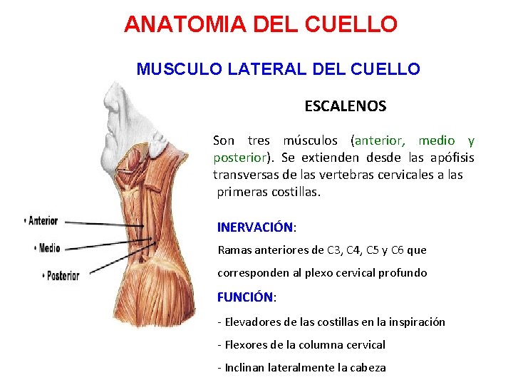 ANATOMIA DEL CUELLO MUSCULO LATERAL DEL CUELLO ESCALENOS Son tres músculos (anterior, medio y