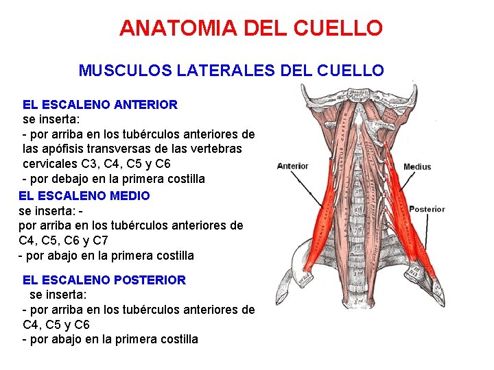 ANATOMIA DEL CUELLO MUSCULOS LATERALES DEL CUELLO EL ESCALENO ANTERIOR se inserta: - por ANATOMIA DEL CUELLO MUSCULOS LATERALES DEL CUELLO EL ESCALENO ANTERIOR se inserta: - por
