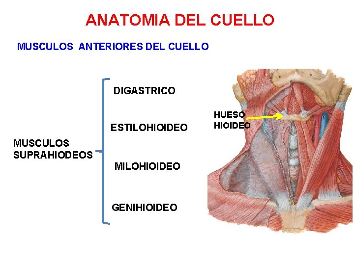 ANATOMIA DEL CUELLO MUSCULOS ANTERIORES DEL CUELLO DIGASTRICO ESTILOHIOIDEO MUSCULOS SUPRAHIODEOS MILOHIOIDEO GENIHIOIDEO HUESO ANATOMIA DEL CUELLO MUSCULOS ANTERIORES DEL CUELLO DIGASTRICO ESTILOHIOIDEO MUSCULOS SUPRAHIODEOS MILOHIOIDEO GENIHIOIDEO HUESO