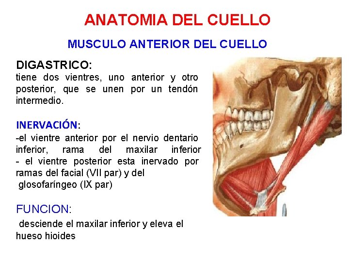 ANATOMIA DEL CUELLO MUSCULO ANTERIOR DEL CUELLO DIGASTRICO: tiene dos vientres, uno anterior y