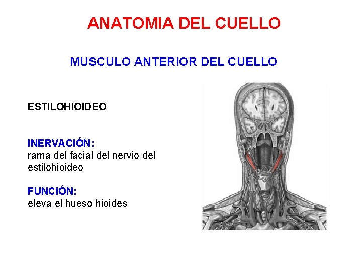 ANATOMIA DEL CUELLO MUSCULO ANTERIOR DEL CUELLO ESTILOHIOIDEO INERVACIÓN: rama del facial del nervio ANATOMIA DEL CUELLO MUSCULO ANTERIOR DEL CUELLO ESTILOHIOIDEO INERVACIÓN: rama del facial del nervio