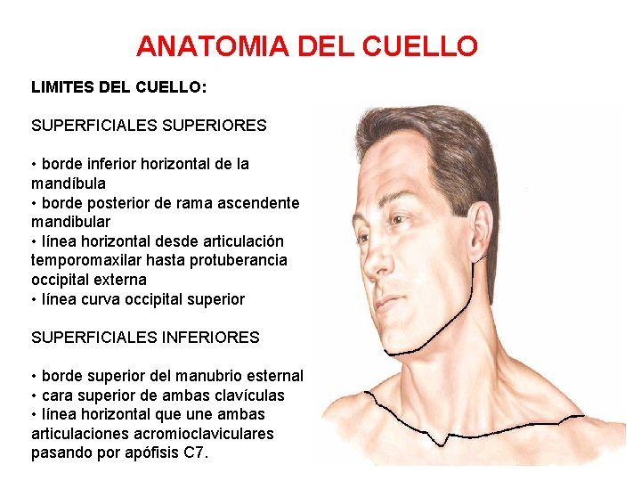 ANATOMIA DEL CUELLO LIMITES DEL CUELLO: SUPERFICIALES SUPERIORES • borde inferior horizontal de la ANATOMIA DEL CUELLO LIMITES DEL CUELLO: SUPERFICIALES SUPERIORES • borde inferior horizontal de la