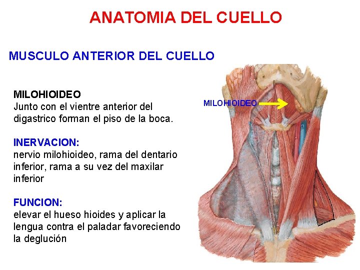 ANATOMIA DEL CUELLO MUSCULO ANTERIOR DEL CUELLO MILOHIOIDEO Junto con el vientre anterior del ANATOMIA DEL CUELLO MUSCULO ANTERIOR DEL CUELLO MILOHIOIDEO Junto con el vientre anterior del