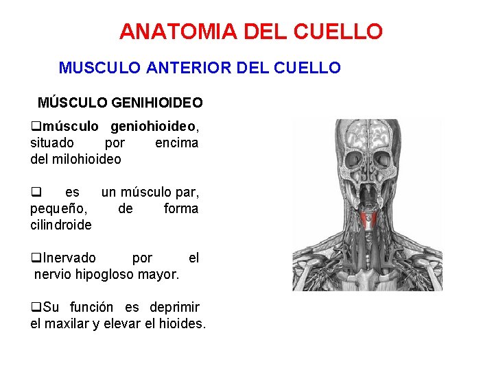 ANATOMIA DEL CUELLO MUSCULO ANTERIOR DEL CUELLO MÚSCULO GENIHIOIDEO qmúsculo geniohioideo, situado por encima