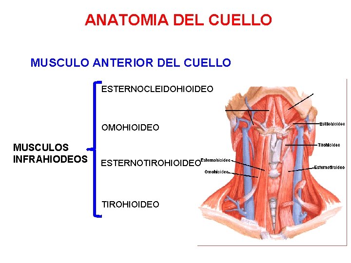 ANATOMIA DEL CUELLO MUSCULO ANTERIOR DEL CUELLO ESTERNOCLEIDOHIOIDEO OMOHIOIDEO MUSCULOS INFRAHIODEOS ESTERNOTIROHIOIDEO 