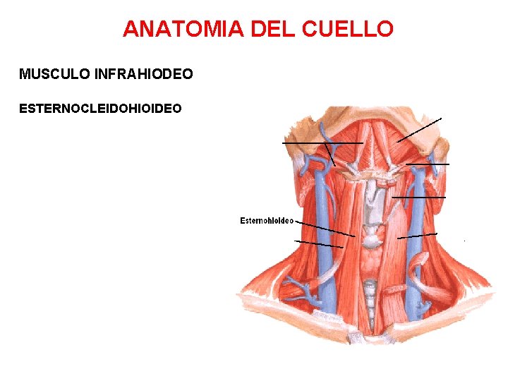 ANATOMIA DEL CUELLO MUSCULO INFRAHIODEO ESTERNOCLEIDOHIOIDEO 