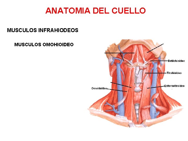 ANATOMIA DEL CUELLO MUSCULOS INFRAHIODEOS MUSCULOS OMOHIOIDEO 