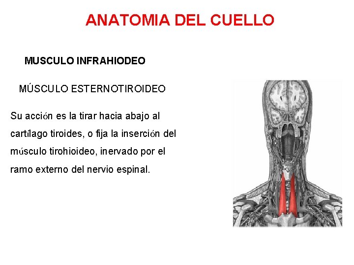 ANATOMIA DEL CUELLO MUSCULO INFRAHIODEO MÚSCULO ESTERNOTIROIDEO Su acción es la tirar hacia abajo