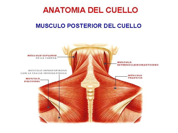 ANATOMIA DEL CUELLO MUSCULO POSTERIOR DEL CUELLO 