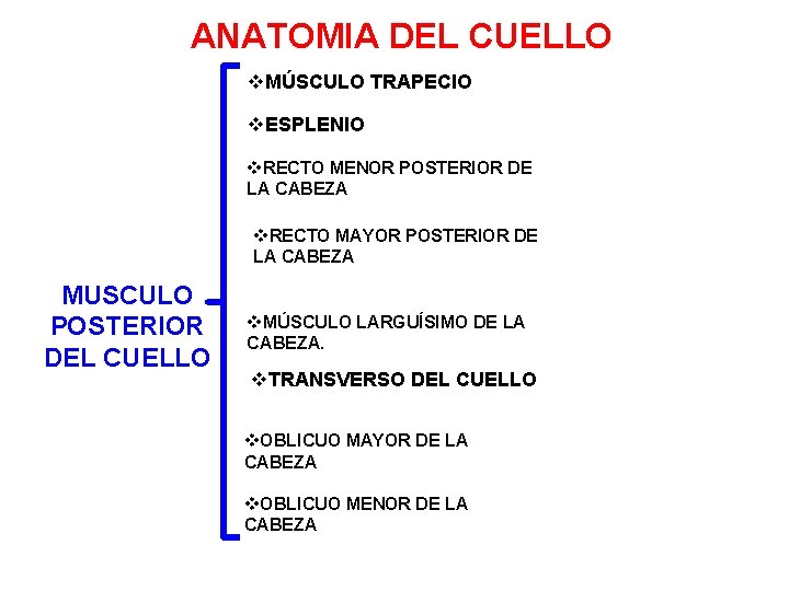 ANATOMIA DEL CUELLO v. MÚSCULO TRAPECIO v. ESPLENIO v. RECTO MENOR POSTERIOR DE LA